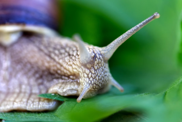 gastropod