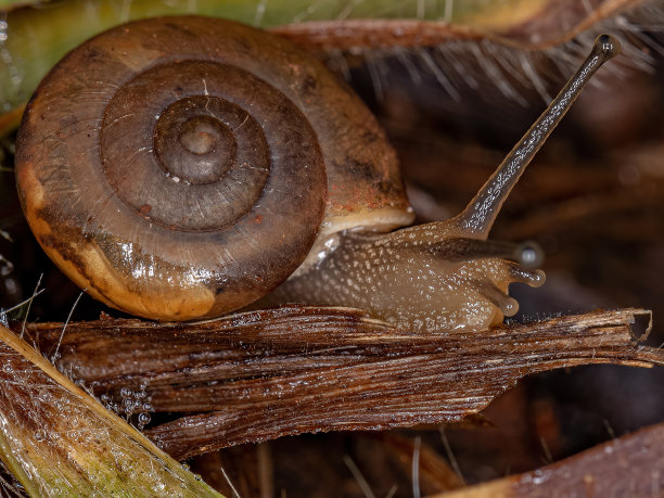 gastropod