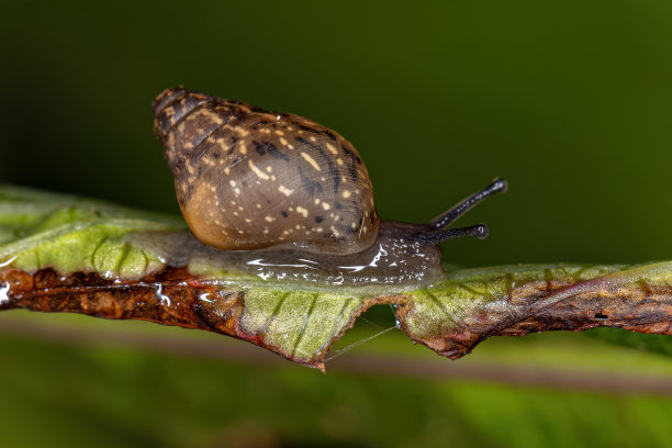 gastropod