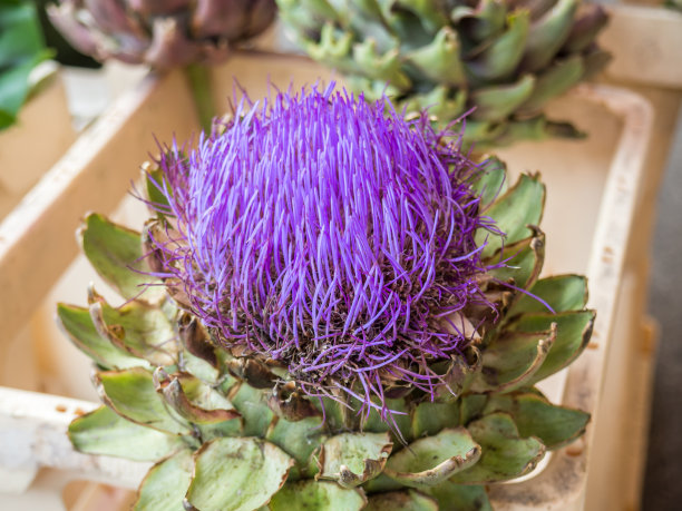 artichoke