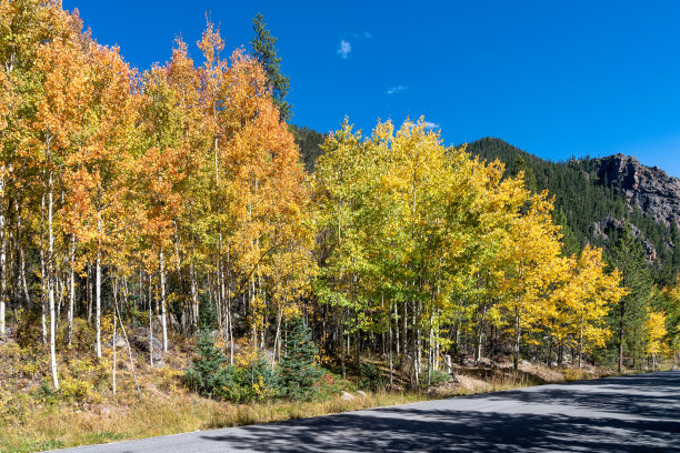 aspen
