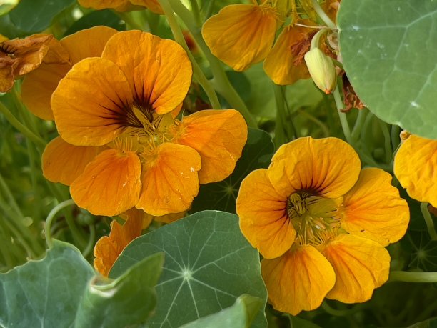 nasturtium