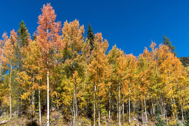aspen