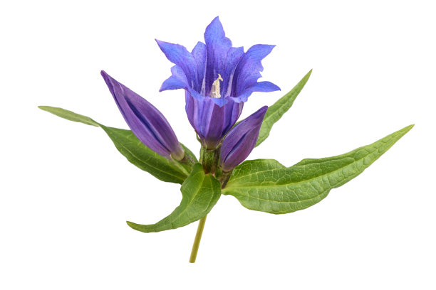 gentian