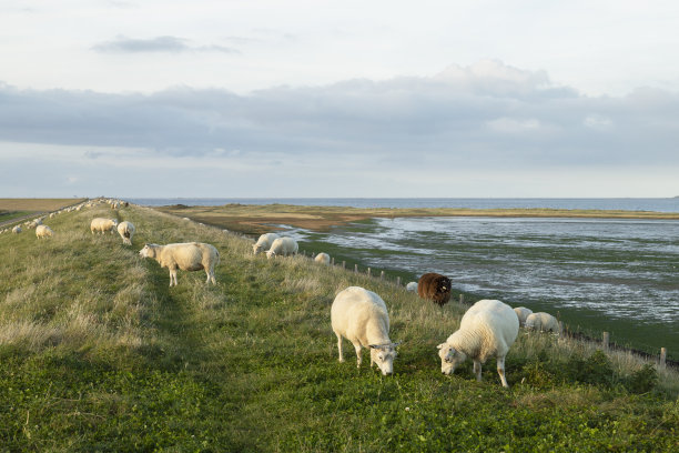 _texel