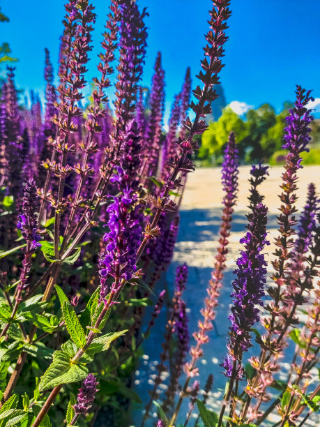 salvia