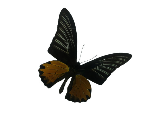 ornithoptera
