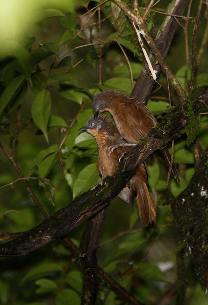 laughingthrush