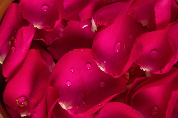 浪漫粉红玫瑰装饰墙画