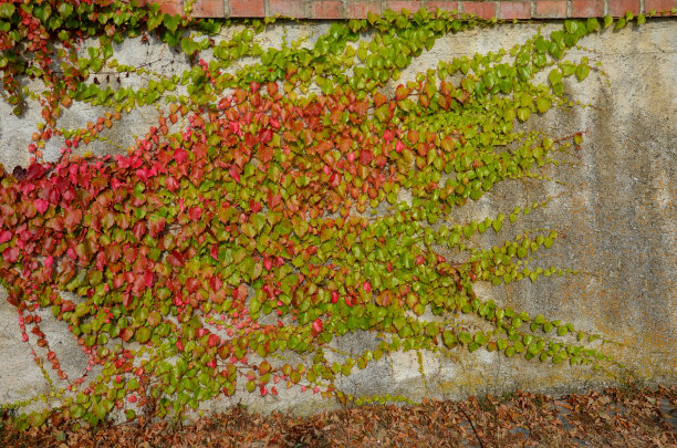 植物墙红砖墙