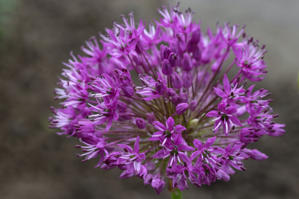 calluna