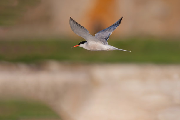 小tern