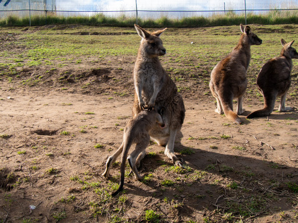 wallaroo