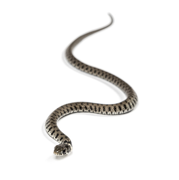 natrix