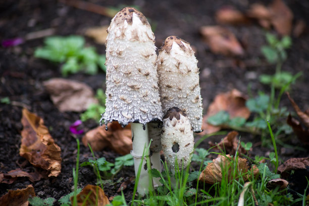 coprinus