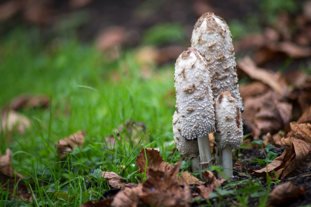 coprinus