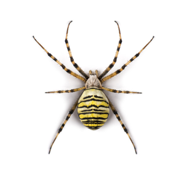 arachnid