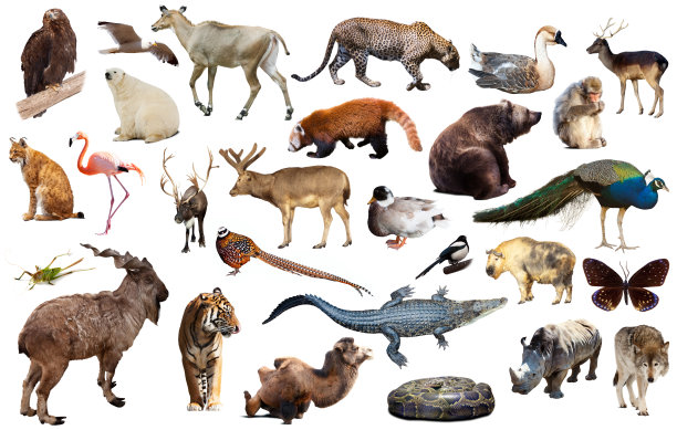 zoology