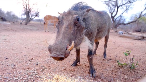 phacochoerus