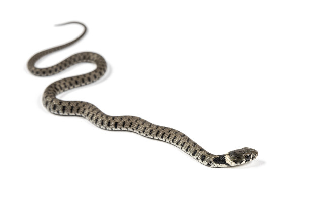 natrix