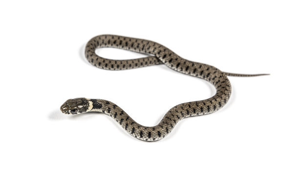 natrix