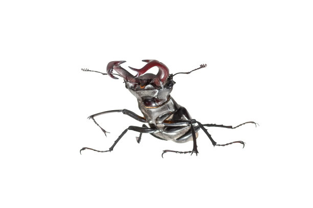 arthropod
