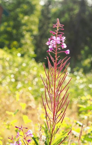 epilobium