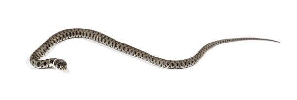 natrix