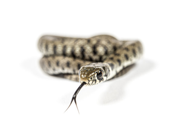 natrix