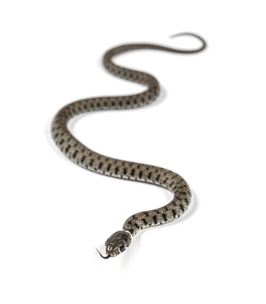 natrix