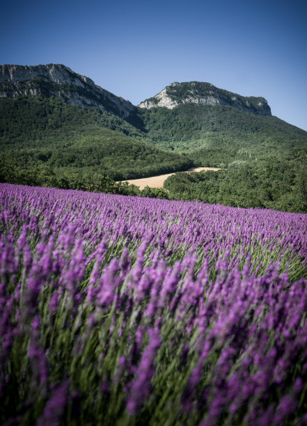 provence