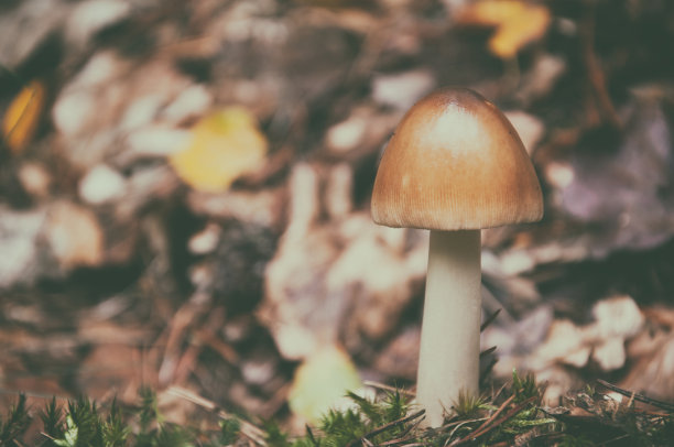 cortinarius