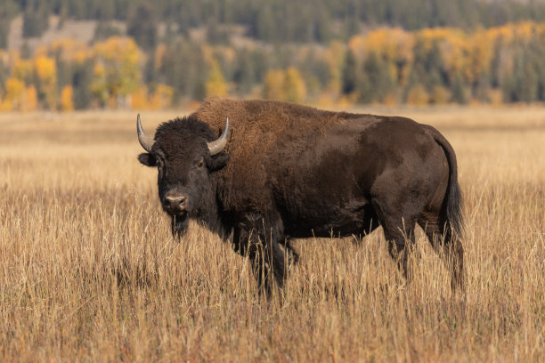 bison