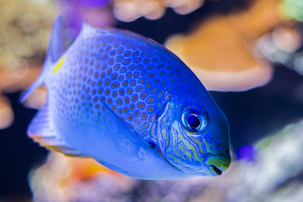 rabbitfish