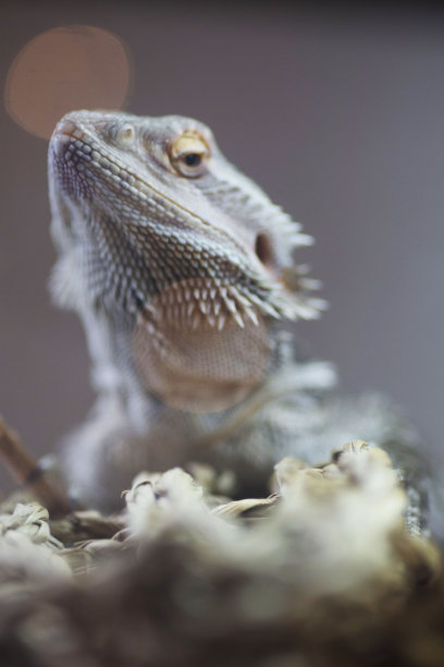 pogona