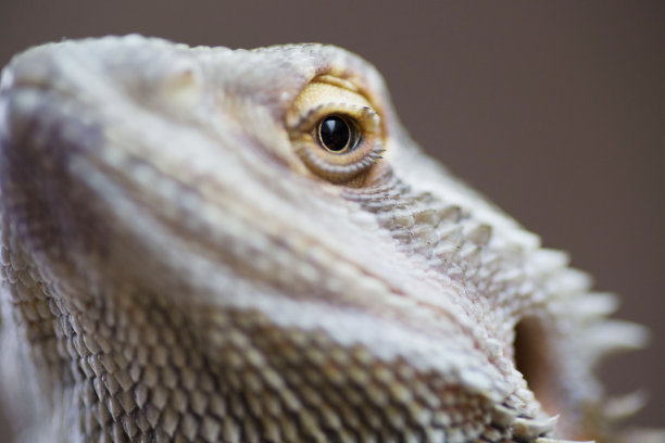 pogona