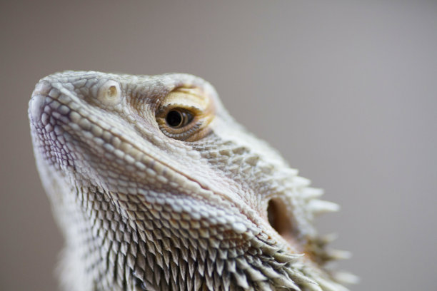 pogona