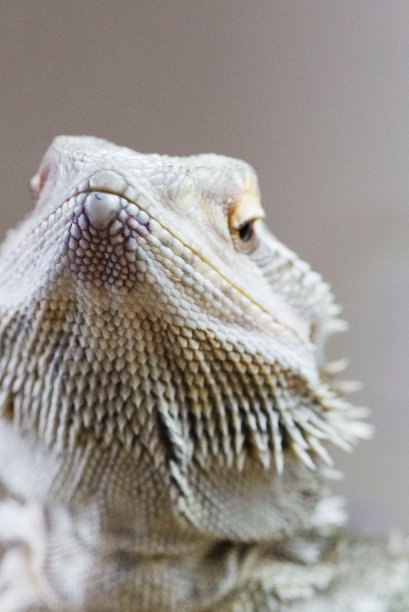 pogona