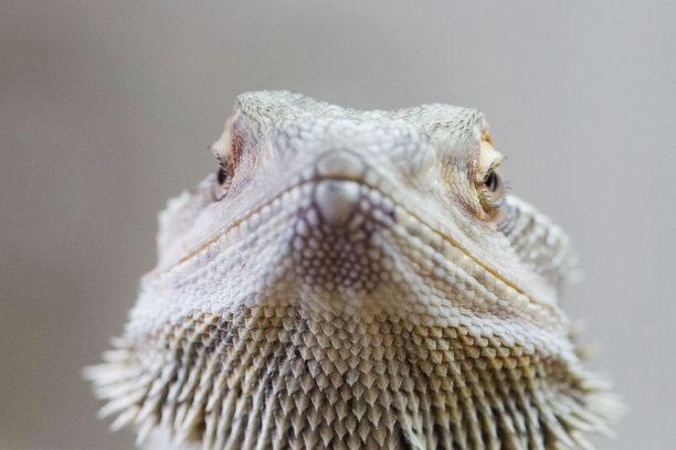 pogona