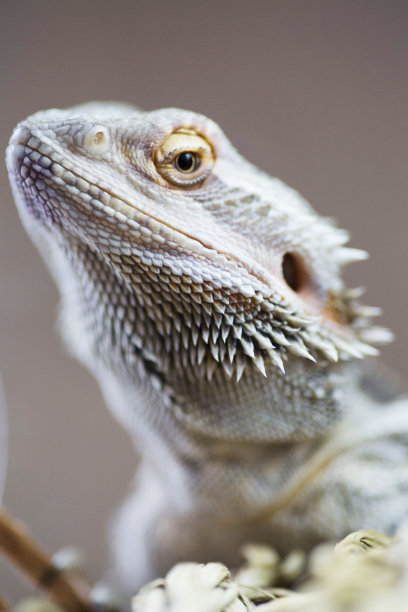pogona