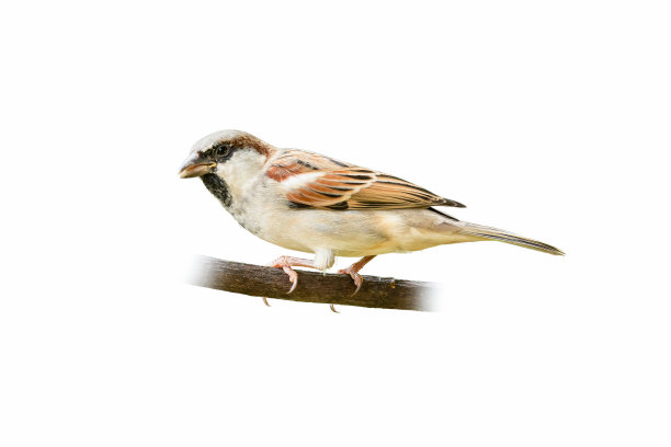 sparrow