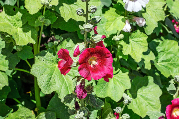 stockrose