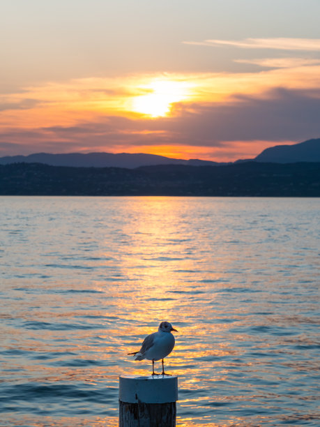 飞鸟蓝色大海壁纸