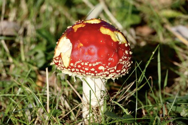 amanitaceae
