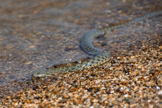 natrix