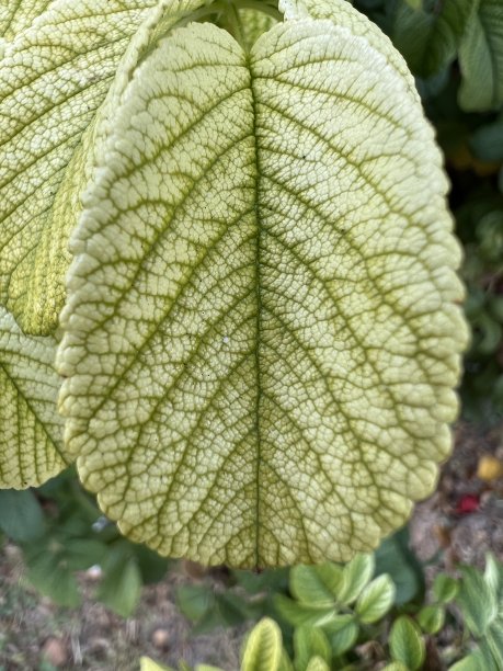 brunnera