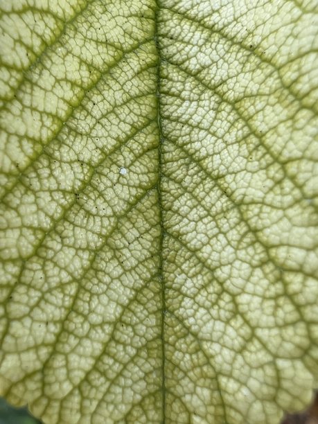 brunnera
