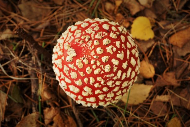 amanitaceae