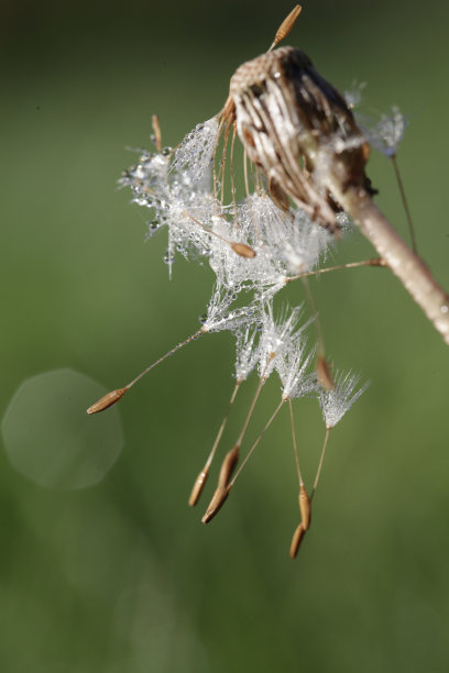 fragile