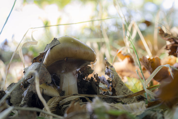 cortinarius